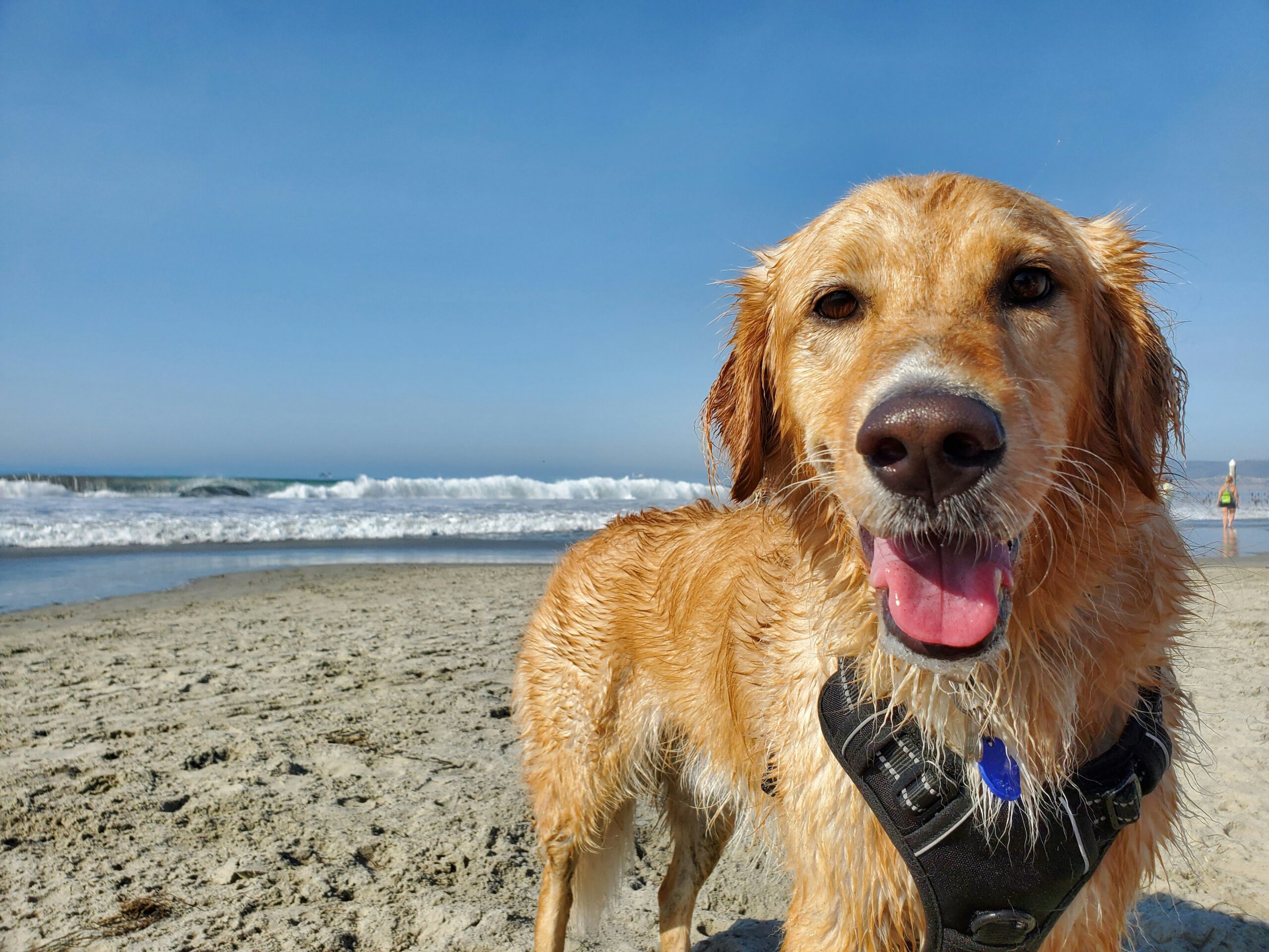 Le migliori mete per una vacanza pet friendly in estate